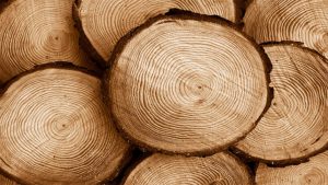 fotos de la madera de pino