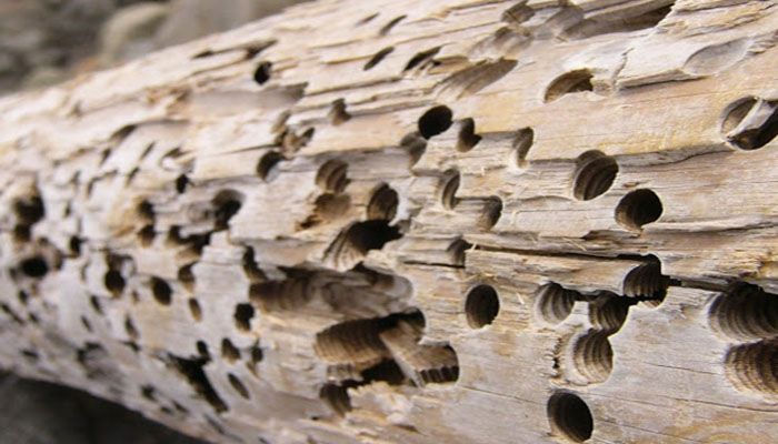 madera con carcoma